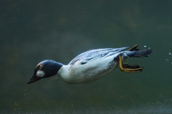  Ente unter Wasser 