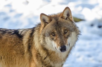  Eurasischer Wolf - grey wolf - Canis lupus 