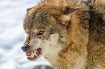  Eurasischer Wolf - grey wolf - Canis lupus 