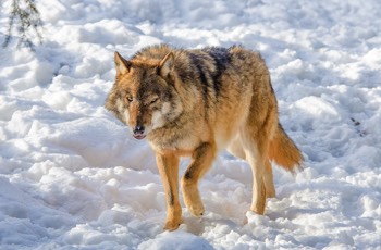  Eurasischer Wolf - grey wolf - Canis lupus 