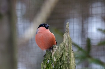  Dompfaff - Bullfinch - Pyrrhula pyrrhula 