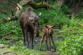  Elch - Eurasian elk - Alces alces 