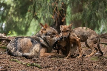  Wolf - Grey wolf - Canis lupus 