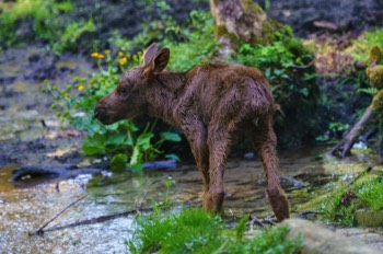  Elch - Eurasian elk - Alces alces 