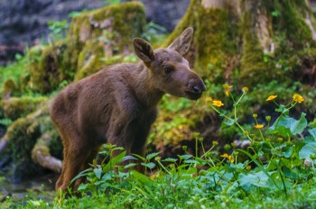  Elch - Eurasian elk - Alces alces 