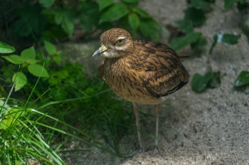  Triel - Stone Curlew - Burhinus oedicnemus 