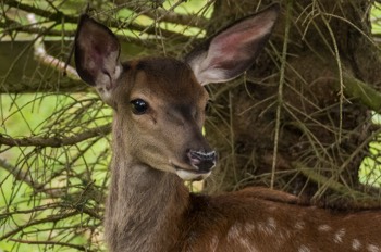  Rothirsch - Red deer - Cervus elaphus 