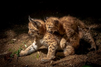  Luchs - Eurasian lynx - Lynx lynx 