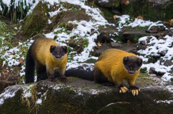  Buntmarder - Yellow-throated Marten - Martes flavigula 