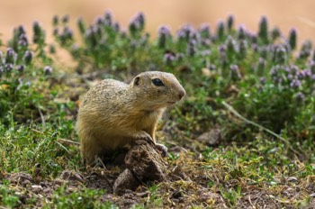  Europäischer Ziesel - European ground squirrel - Spermophilus citellus 