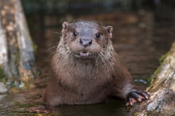  Fischotter - European otter - Lutra lutra 