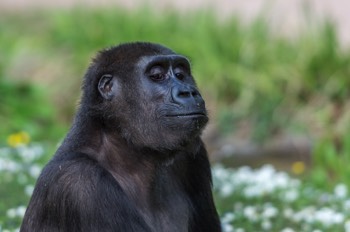  Flachlandgorilla - Lowland Gorilla - Gorilla gorilla gorilla 