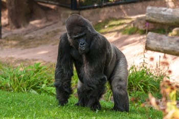  Flachlandgorilla - Lowland Gorilla - Gorilla gorilla gorilla 