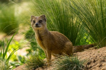  Fuchsmanguste - Yellow mongoose - Cynictis penicillata 