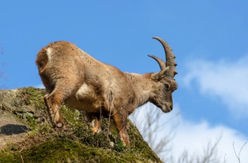  Alpensteinbock - Alpine Ibex - Capra ibex 