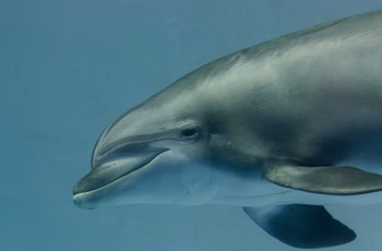  Großer Tümmler - Common Bottlenose Dolphin - Tursiops truncatus 