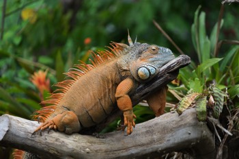  Grüner Leguan - Common Iguana - Iguana iguana 