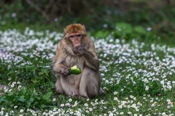  Magot (Berberaffe) - Barbary Ape - Macaca sylvanus 