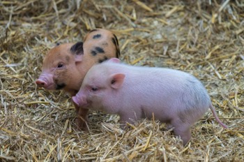  Minischwein - Teacup Pig 