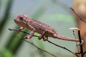  Mittelmeer-Chamaeleon - Mediterranean chameleon - Chamaeleo chamaeleon 