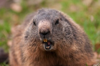  Murmeltier - Alpine Marmot - Marmota marmota 