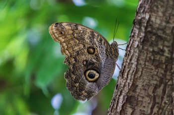  Bananenfalter - Forest Giant Owl - caligo eurilochus 