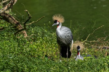  Östlicher Kronenkranich - Grey Crowned Crane - Balearica regulorum gibbericeps 