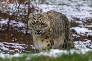  Schneeleopard - snow leopard - Panthera uncia 