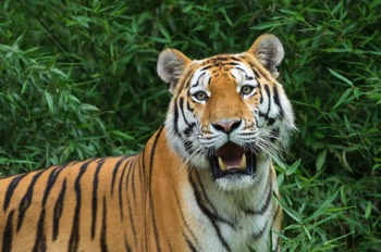  Sibirischer Tiger - Sibirian tiger - Panthera tigris altaica 