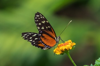  Tiger-Passionsfalter - Ismenius Tiger - Heliconius ismenius 