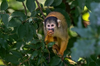  Totenkopfäffchen - Squirrel Monkey - Saimiri boliviensis 