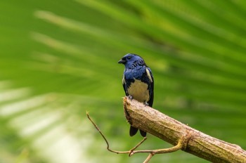  Türkistangare - Turquoise Tanager - Tangara mexicana 