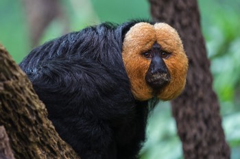  Weißgesichts-Saki - White-faced Saki - Pithecia pithecia 