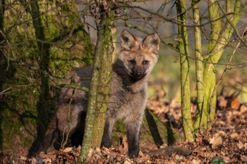  Mähnenwolf - maned wolf - Chrysocyon brachyurus 