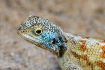  Atlas-Agame - Bibron's agama - Agama impalearis 