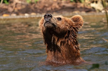  Braunbär - Brown bear -  Ursus arctos 