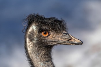  Emu - Emu - Dromaius novaehollandiae 