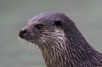  Fischotter - European otter - Lutra lutra 