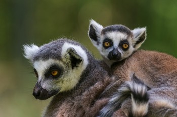  Katta - Ring-tailed lemur - Lemur catta 