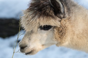  Alpaka - alpaca - vicugna pacos 