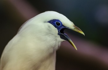  Balistar - Bali Myna - Leucopsar rothschildi 