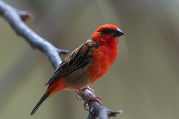  Madagaskarweber - red fody - Foudia madagascariensis 