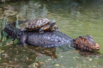  Brauen-Glattstirnkaiman - Cuvier's dwarf caiman - Paleosuchus palpebrosus 