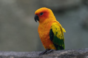  Sonnensittich - sun parakeet - Aratinga solstitialis 