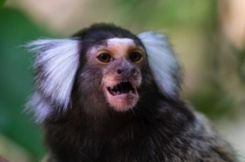  Weißbüscheläffchen - Common marmoset - Callithrix jacchus 