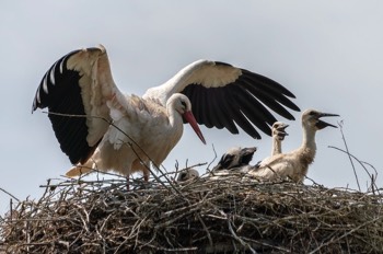  Weißstorch - White Stork - Ciconia ciconia 