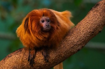  Goldenes Löwenäffchen - golden lion tamarin - Leontopithecus rosalia 