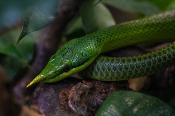  Vietnamesische Langnasennatter - The Rhinoceros Snake - Rhynchophis boulengeri 