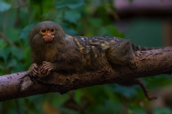  Zwergseidenäffchen - western pygmy marmoset - Cebuella pygmaea 