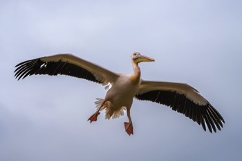  Rosapelikan - Great White Pelican - Pelecanus onocrotalus 